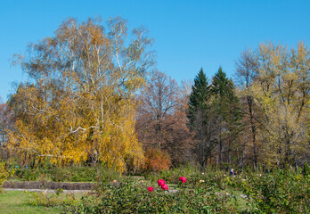 big yellow birch in autumn park