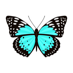 Fototapeta na wymiar Blue butterfly flat vector illustration