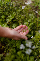 Naklejka na ściany i meble herbalist in garden 