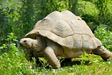 Obraz premium Tortue géante marchant dans l’herbe