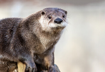 North American River Otter (Lontra canadensis) portrait with soft defocused background and copy...