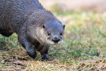 North American River Otter (Lontra canadensis) portrait with soft defocused background and copy...