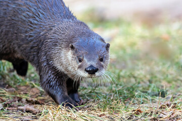 North American River Otter (Lontra canadensis) portrait with soft defocused background and copy space