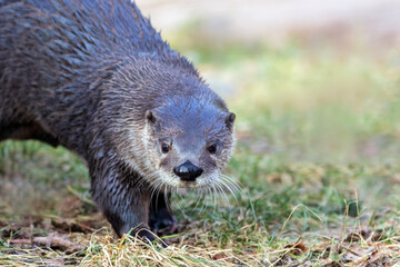 North American River Otter (Lontra canadensis) portrait with soft defocused background and copy space