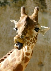 Portrait d’une girafe tirant la langue