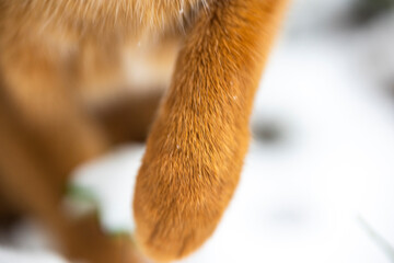 cold paw