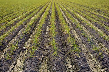 Plantación de ajos de cultivo ecológico en el campo