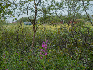 Fototapeta na wymiar pink Willowherb flower in birch bush with backgound of tourist cottage huts in Lapland