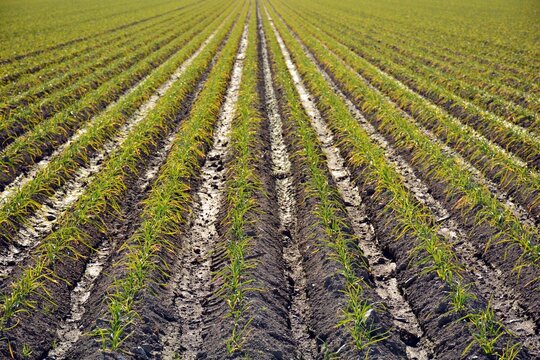 Plantaci&oacute;n de ajos de cultivo ecol&oacute;gico en el campo