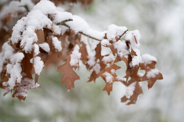 Schnee auf Blätter - 475164211