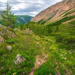Alpine summer highlands. Path through a mountain gorge. Blooming meadow of the highlands.