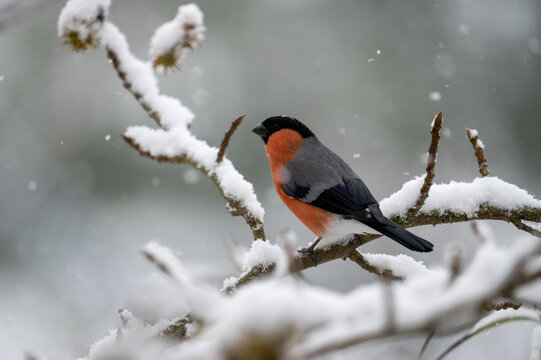 Gimpel / Dompfaff im Schnee