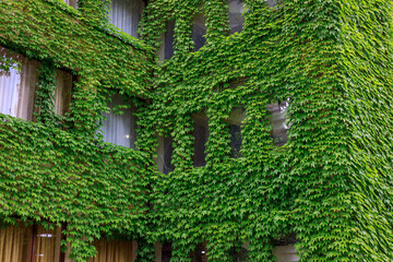 a building covered with plants, windows with curtains. building with green walls