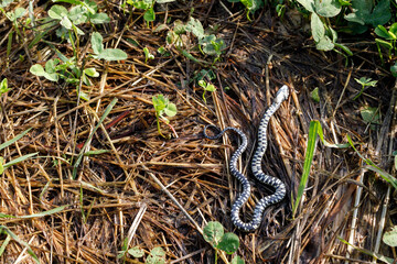 one dead upside-down young snake