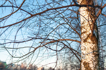 A close-up of a medium-sized birch trunk. The textured part of a birch trunk with light white bark and moss on it is illuminated by the sun on one side.