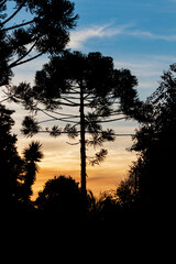 Silhouette of a Pine Araucaria at sunset (Parana Pine / Araucaria angustifolia / 