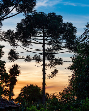 Silhouette of a Pine Araucaria at sunset (Parana Pine / Araucaria angustifolia / "Araucária" in Brazil)