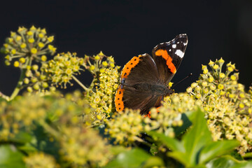 Red admiral butterfly (Vanessa Atalanta) with open wings perched on hedge (hedera helix) in Zurich,...