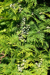 Lawson's cypress with green cones (Chamaecyparis lawsoniana (A. Murray bis) Parl.)