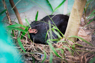 Black feathered hen was laying her eggs on nest on  hay floor beside tree.