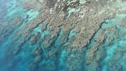 Roatan Honduras coral reef at the cruise ship pier