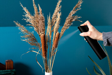 Person using hairspray for preserving dried natural various grass plants spreading seeds and...