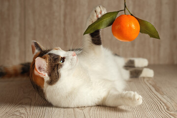 A tricolor cat is playing with a tangerine