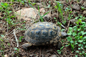 turtle on the grass