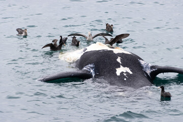 Fototapeta premium Ballena muerta