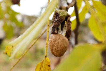 Ripe nuts of a Walnut tree. Yellow walnut leaves.