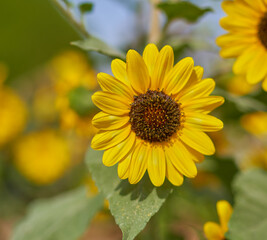 yellow flowers grow on green background
