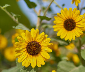 yellow flowers grow on green background