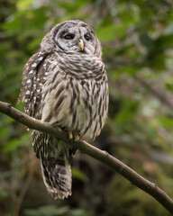 A barred owl on a diagonal perch in the Seattle suburb of Bellevue.  The bird is alert in the neighborhood woodland