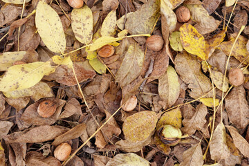 Walnut harvest. Walnuts on the yellow leaves in garden.