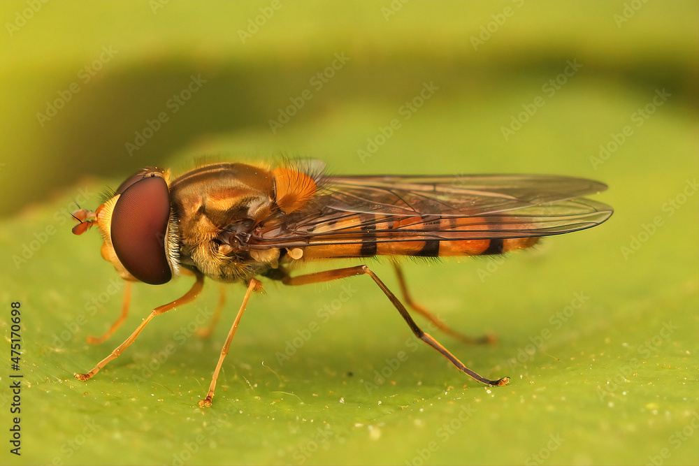 Poster closeup of the marmalade hoverfly, episyrphus balteatus on a gre