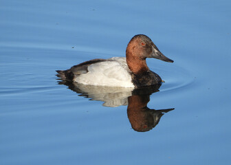 Portrait of Canvasback Duck swimming in the blue skies