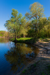 Trees on the banks of the river. Pure river Psel. Ukraine.