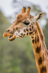 Rothschild giraffe on a drizzly  morning