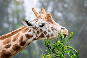 Rothschild male giraffe feeding in the rain