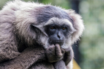 Silvery Gibbon