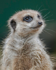 Meerkat also known as a small mongoose