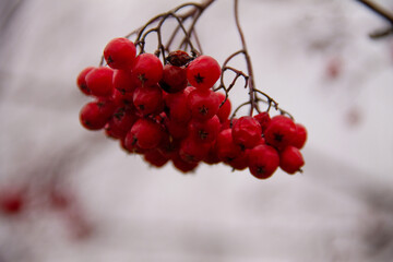 natural background sprigs of a rowan plant with a bunch of berries