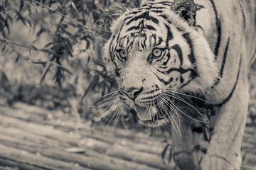 Sumatran Tiger in black and white