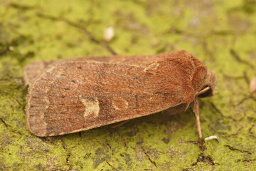 Closeup on the square spot Rusitc moth, Xestia xanthographa