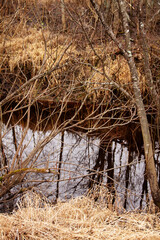 natural background late autumn near the forest river