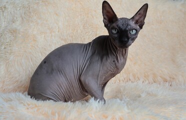 A black cat is a Canadian sphinx with green eyes on a light background.
