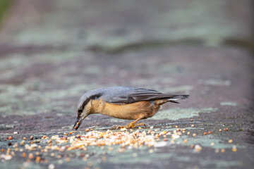 Eurasian Nuthatch feeding with a woodland background.