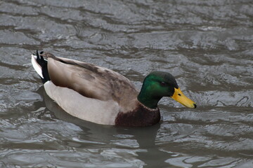 duck in pond