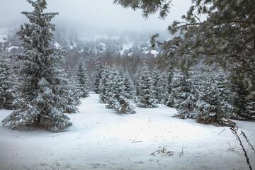 snow covered trees in winter