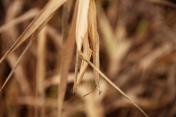 natural background dry grass in late autumn